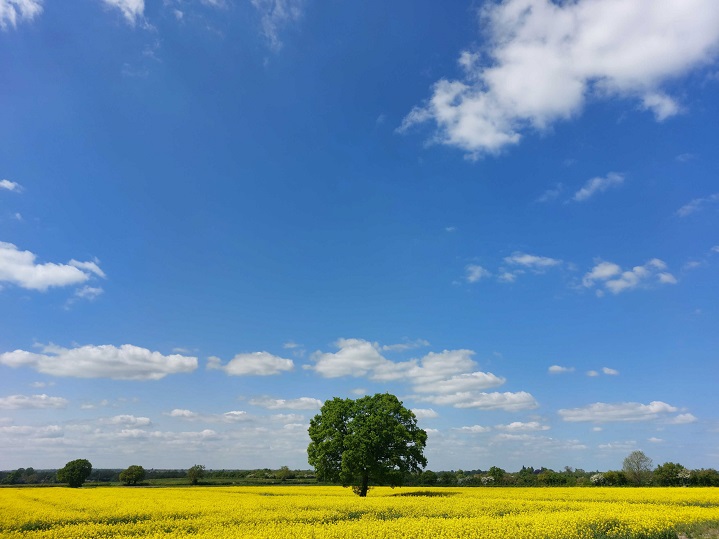 Oak tree in field of yellow flowers