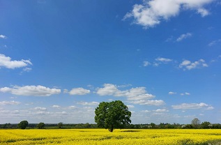Oak tree in yellow field