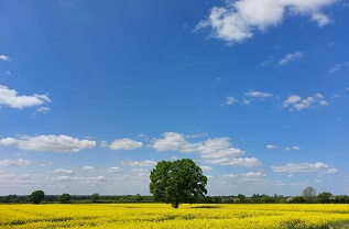 Oak tree in yellow field