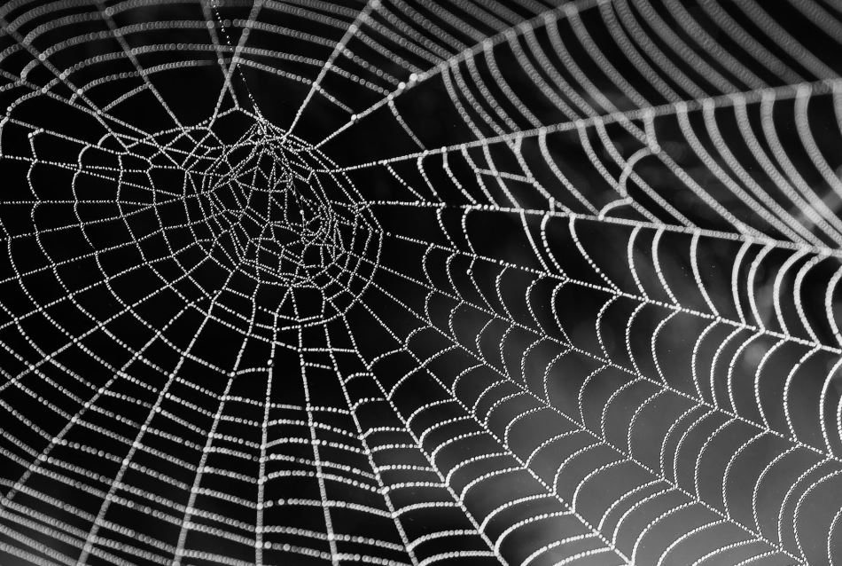 Cobweb with beads of dew against a dark background